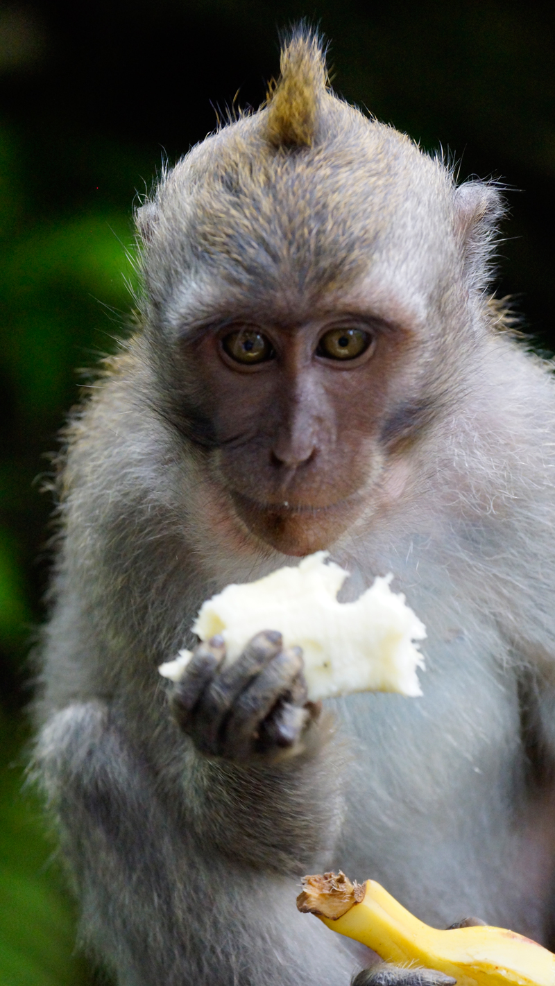 Singapur_Bali_Affe-Banane